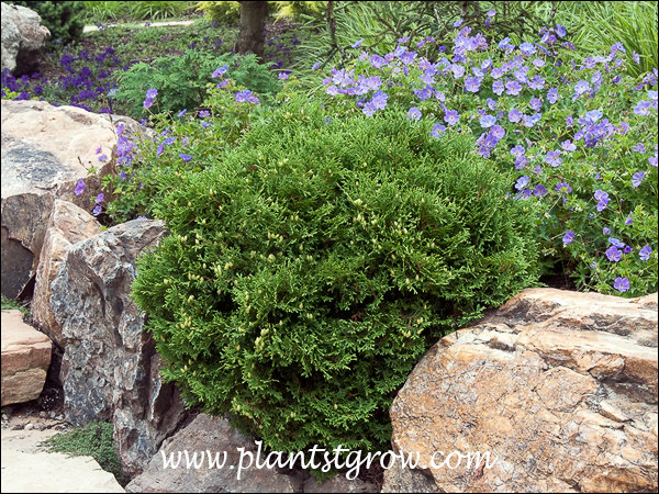 I like how this plant is planted between the opening in the top of the wall.  The flowering plant is some form of hardy Geranium.
